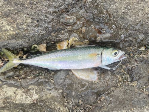 サバの釣果