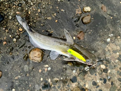 アメリカナマズの釣果