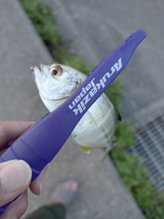 メッキの釣果