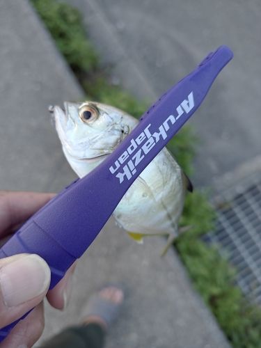 メッキの釣果