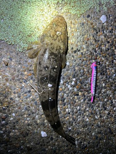 マゴチの釣果