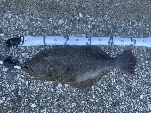 ヒラメの釣果