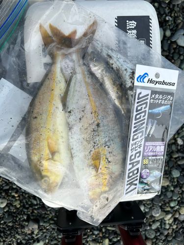 ワカシの釣果