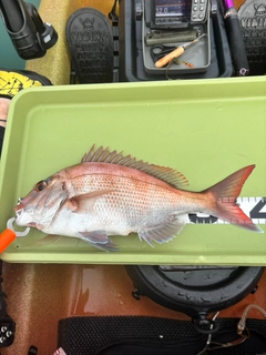 マダイの釣果