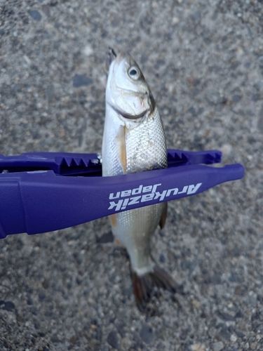 ウグイの釣果