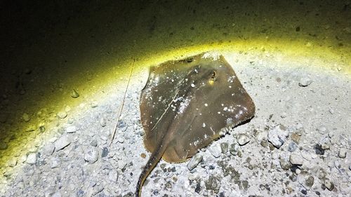 エイの釣果
