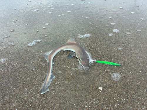 ホシザメの釣果
