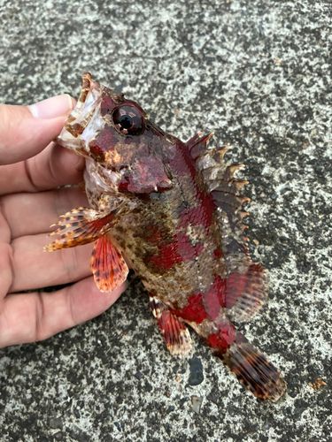 ヨロイメバルの釣果