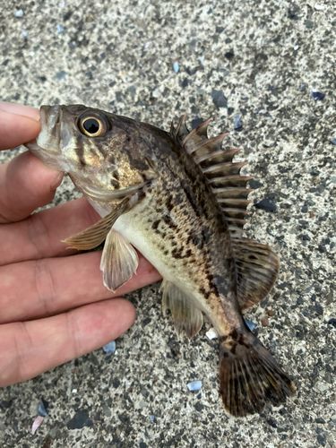 ソイの釣果