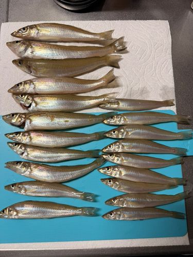 キスの釣果
