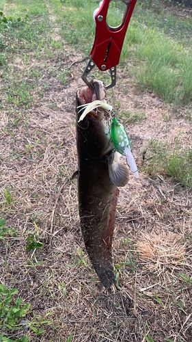 ナマズの釣果