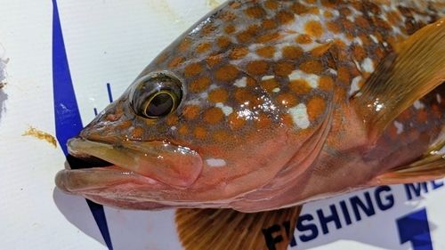 キジハタの釣果