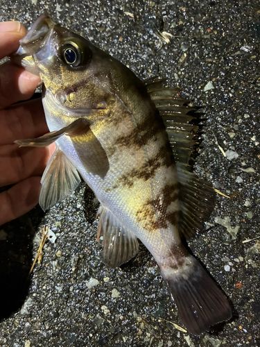 メバルの釣果