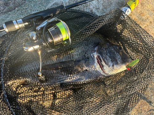 チヌの釣果