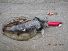 コウイカの釣果