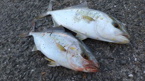 ネリゴの釣果