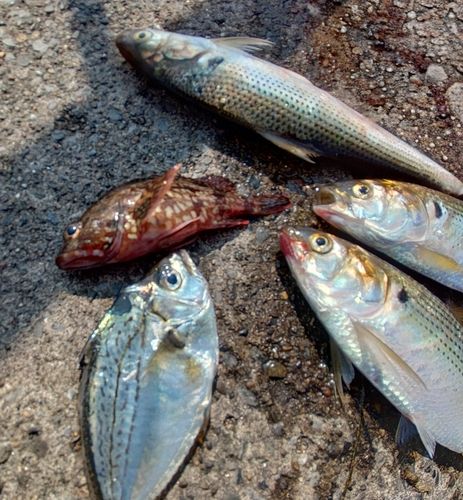 ヒイラギの釣果