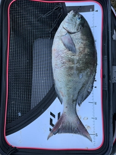 オナガグレの釣果