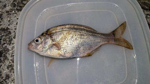 ウミタナゴの釣果