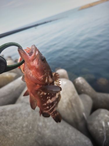 キジハタの釣果