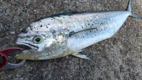 シイラの釣果
