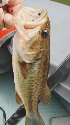 ラージマウスバスの釣果