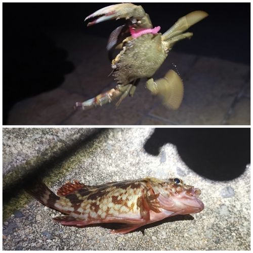 カニの釣果