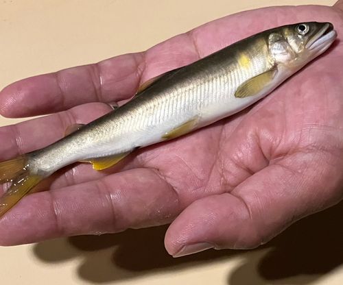 アユの釣果