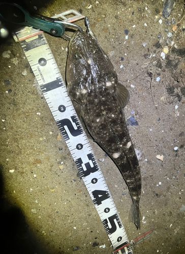 マゴチの釣果