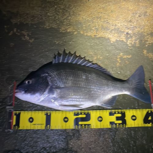 クロダイの釣果