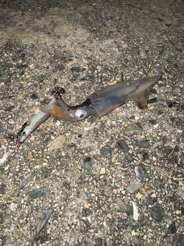 ベイカの釣果
