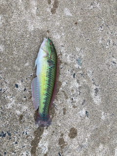 ベラの釣果