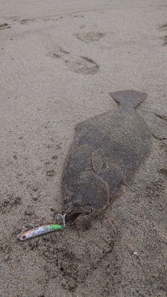 ヒラメの釣果