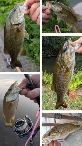 スモールマウスバスの釣果