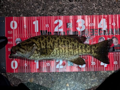 スモールマウスバスの釣果