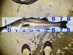 スズキの釣果