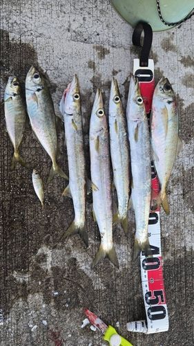 カマスの釣果