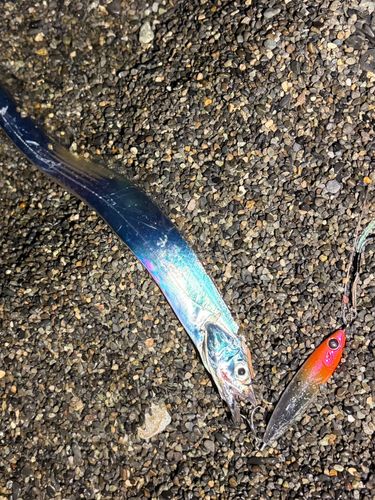 タチウオの釣果