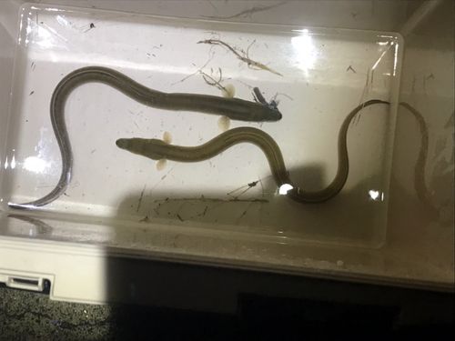 ウナギの釣果