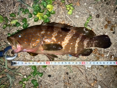 キジハタの釣果