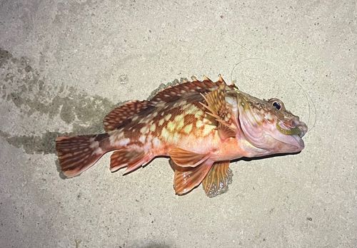 カサゴの釣果