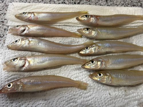 シロギスの釣果