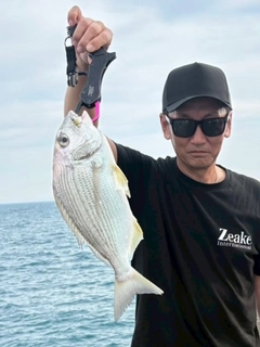 ヘダイの釣果