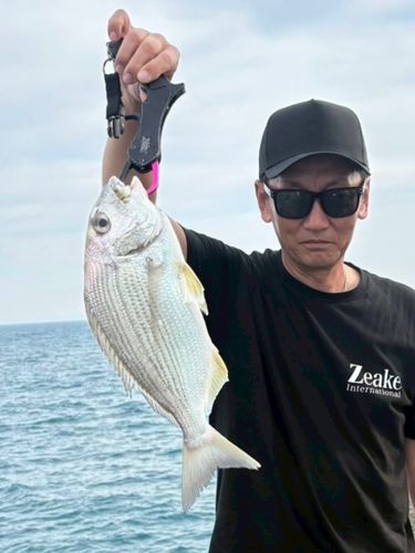 ヘダイの釣果