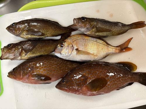 マダイの釣果