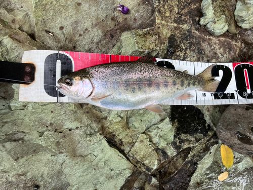 ニジマスの釣果
