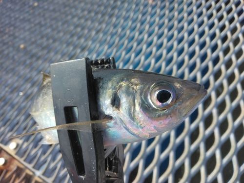 マアジの釣果