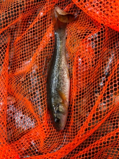 タカハヤの釣果