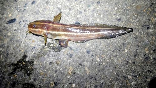 ゴンズイの釣果