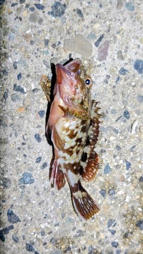 カサゴの釣果